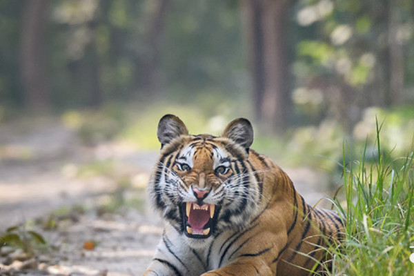 बाँके क्षेत्र-१ मा मानव-वन्यजन्तु द्वन्द्व व्यवस्थापन प्रमुख चुनावी मुद्दा बन्दै